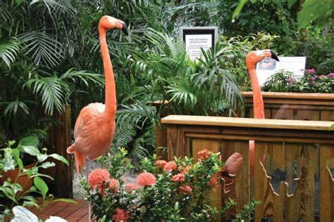 Butterfly conservatory key west - North America. Key West. This vast domed conservatory lets you stroll through a lush, enchanting garden of flowering plants, tiny waterfalls, colorful birds and up to 1800 fluttering …